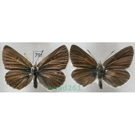 Eumedonia eumedon (Esper, 1780) pair Slovakia79f